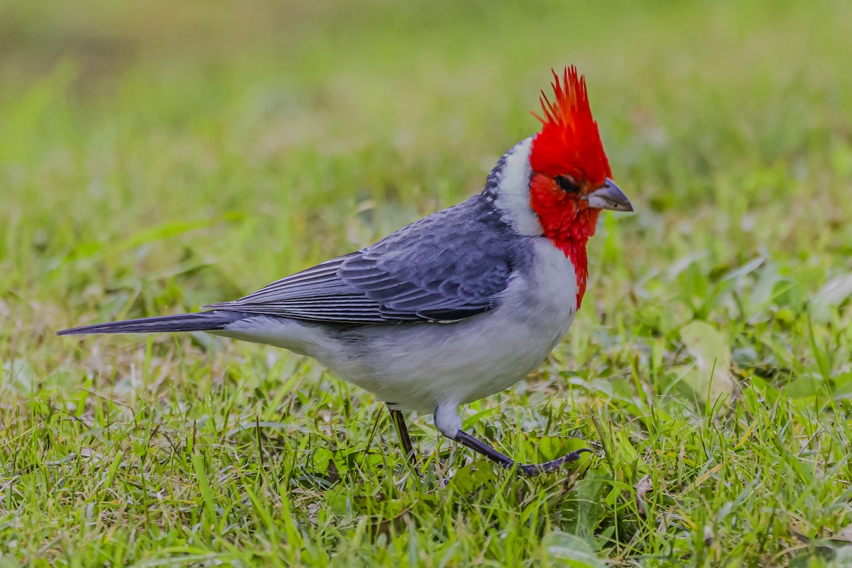 Red-crested Cardinal - ML619622649