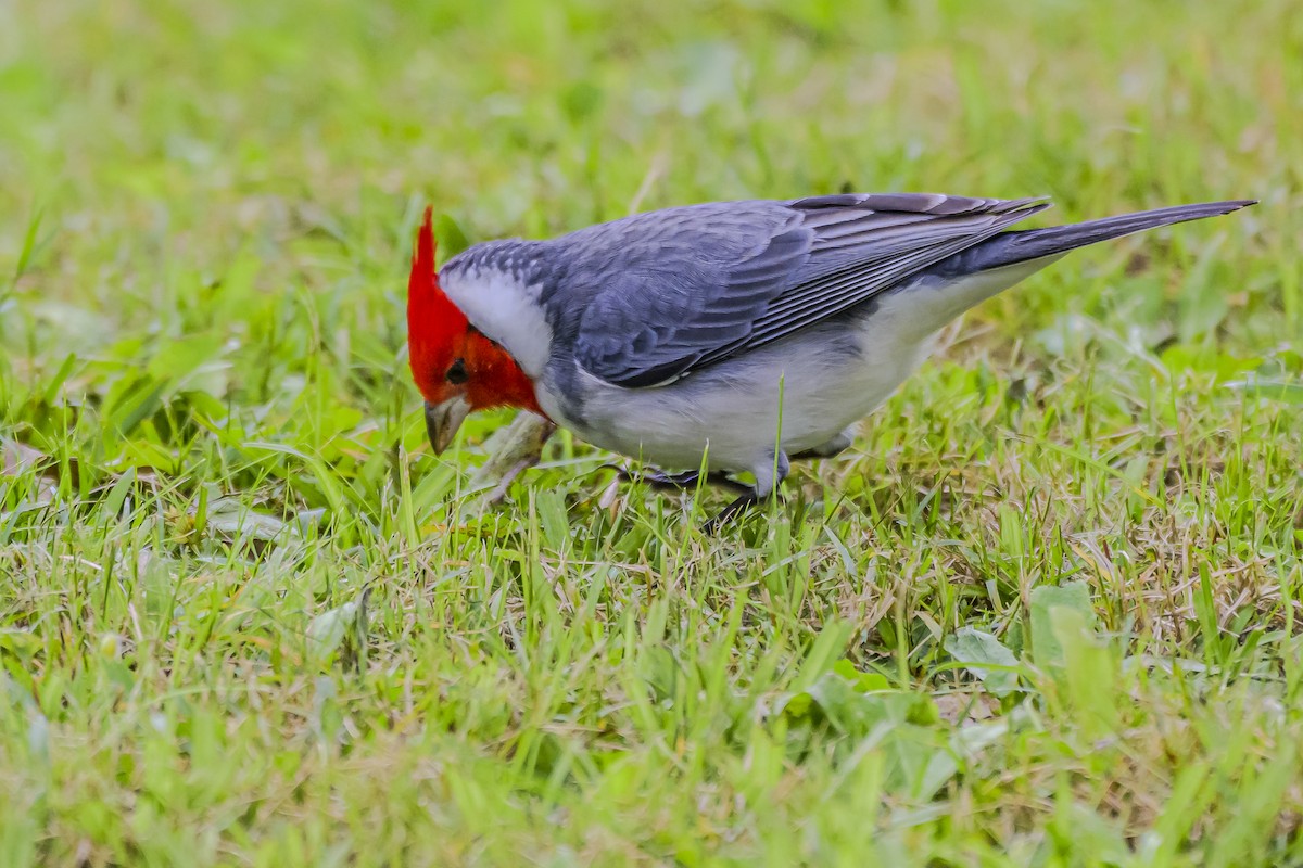 Red-crested Cardinal - ML619622651
