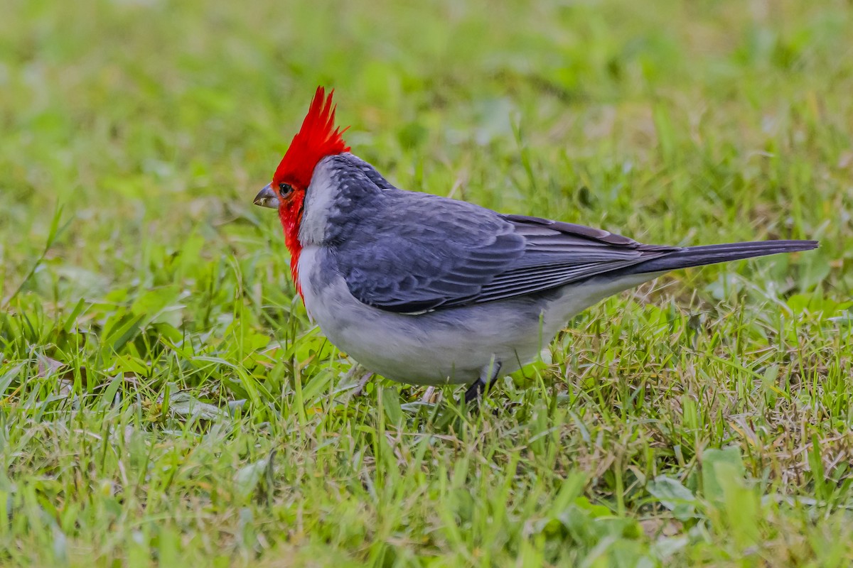 Red-crested Cardinal - ML619622654