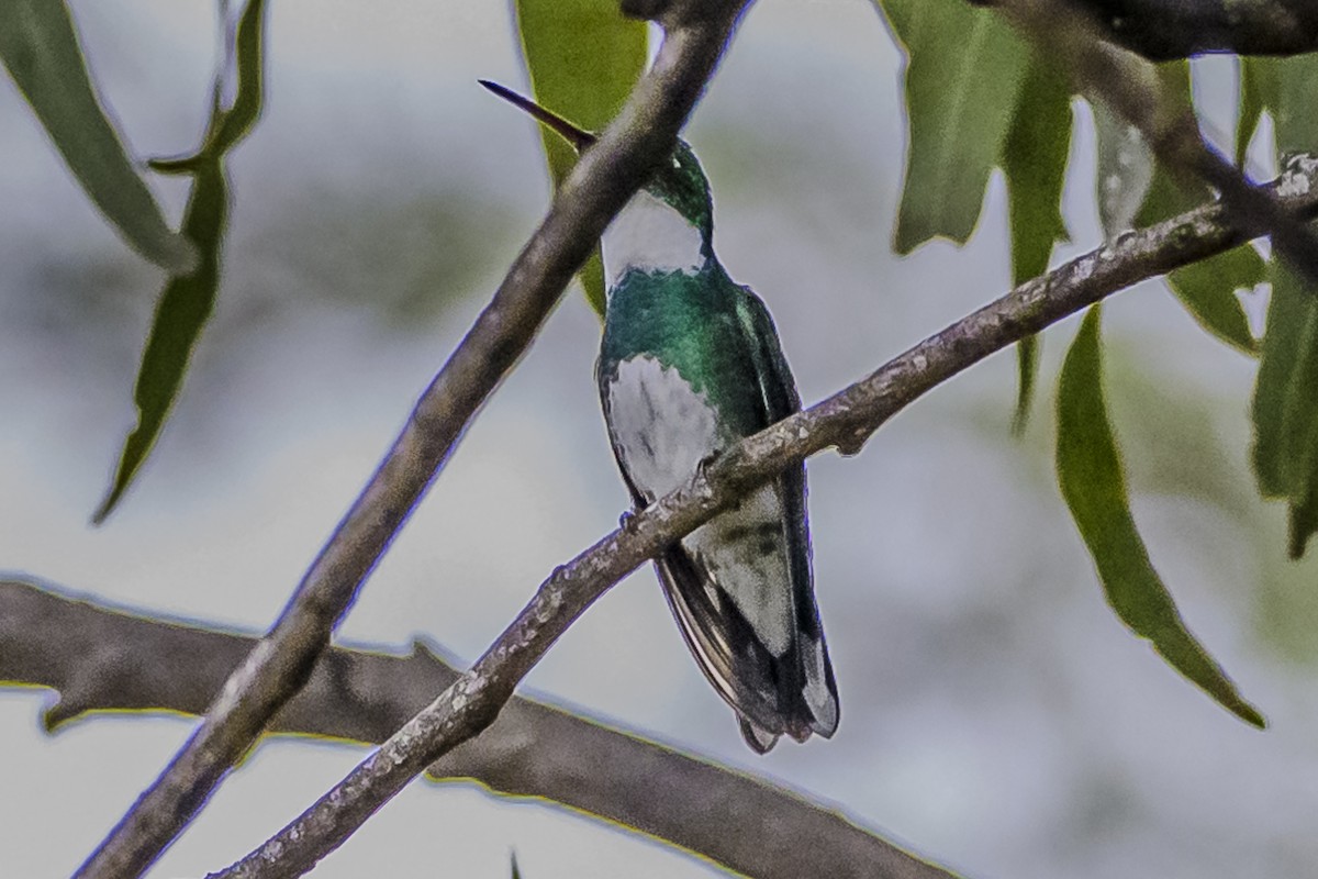 White-throated Hummingbird - ML619622686