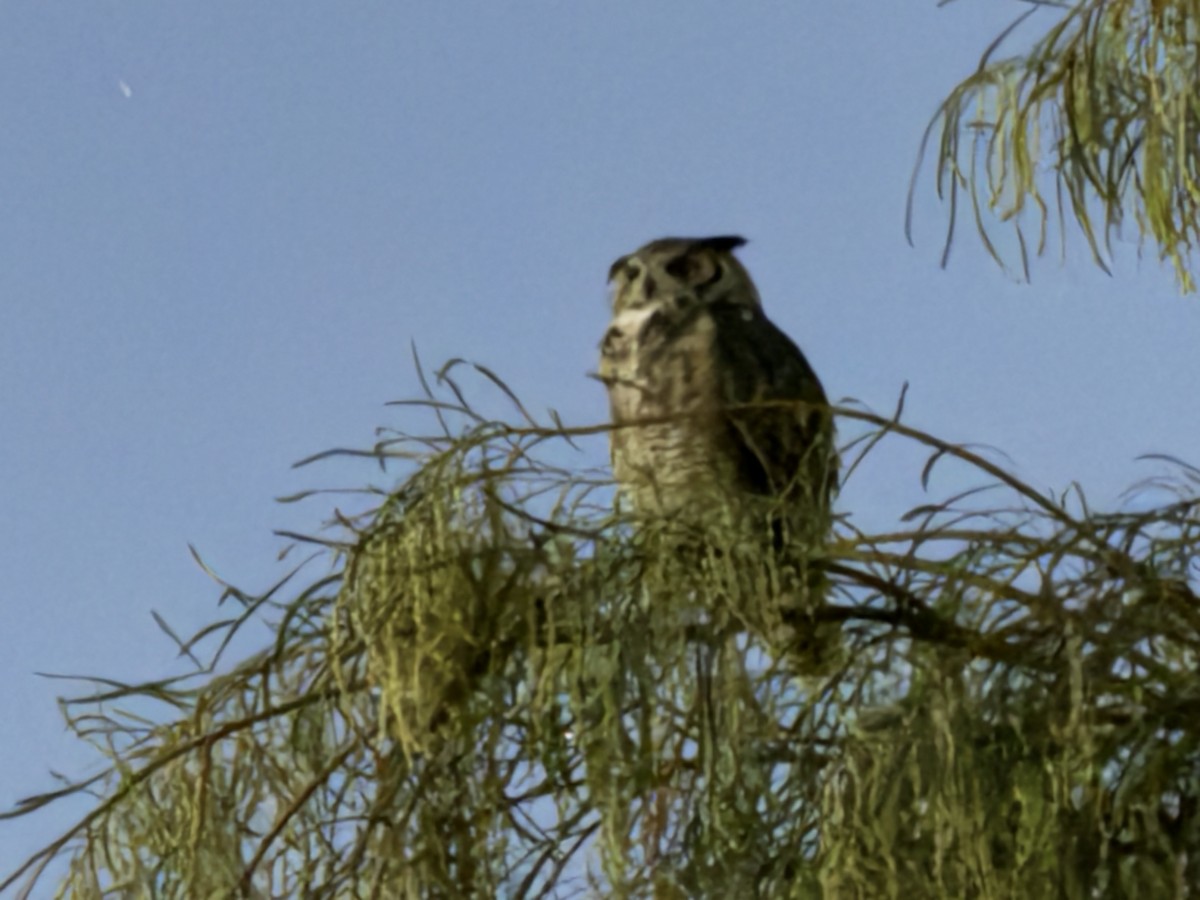 Great Horned Owl - ML619622720