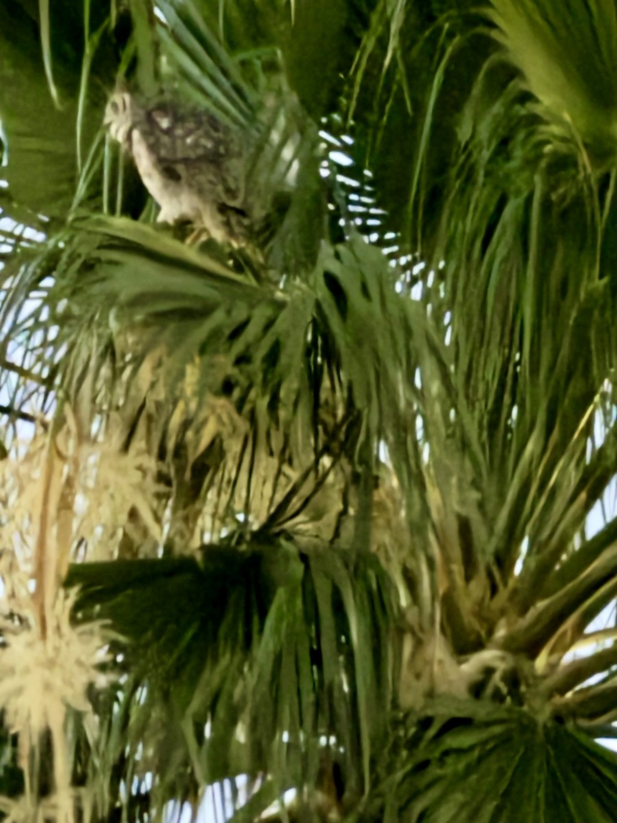 Great Horned Owl - ML619622721