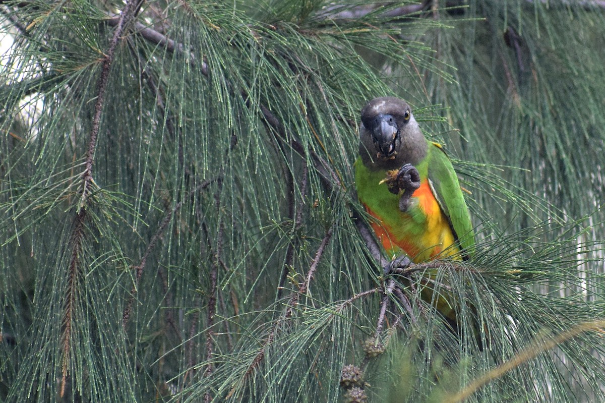 Senegal Papağanı - ML619622725