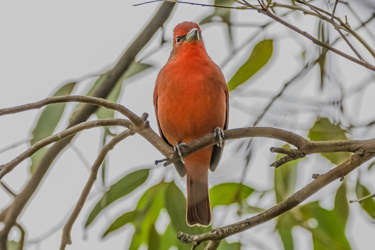 Hepatic Tanager - ML619622740