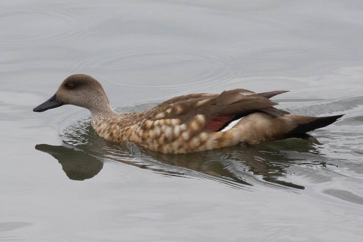 Crested Duck - ML619622770