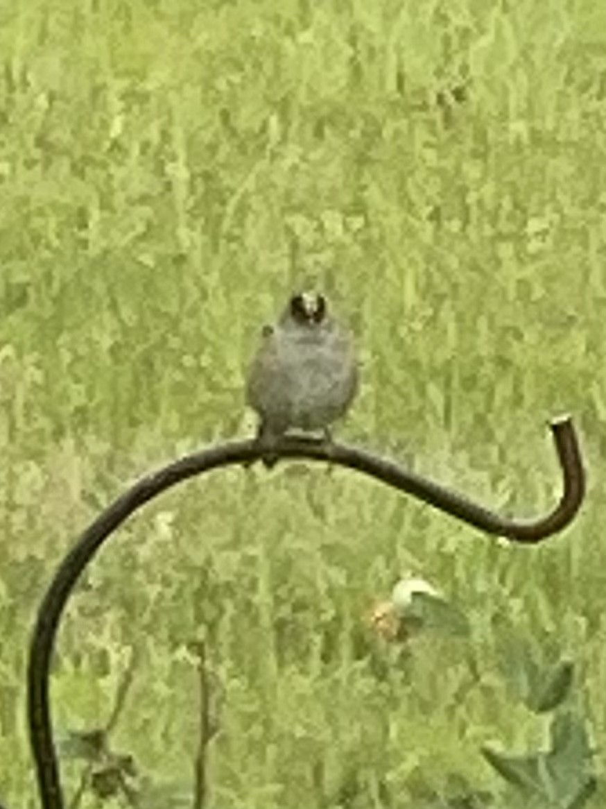 Golden-crowned Sparrow - ML619622798