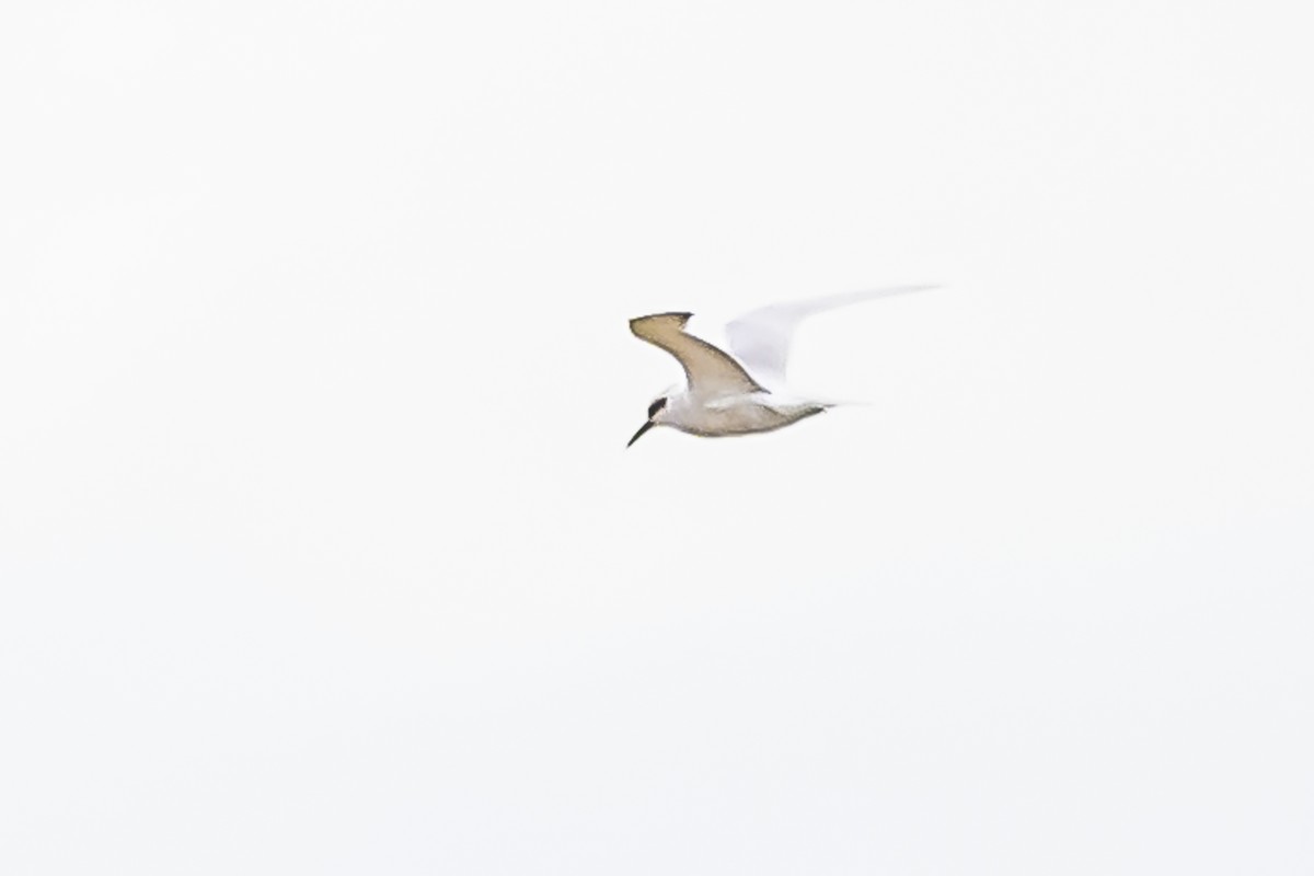 Snowy-crowned Tern - ML619622809