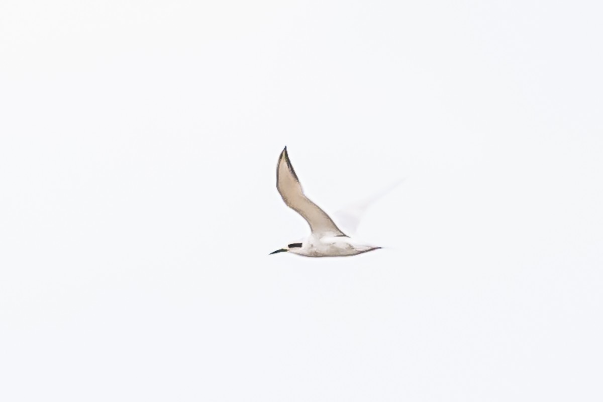 Snowy-crowned Tern - ML619622813