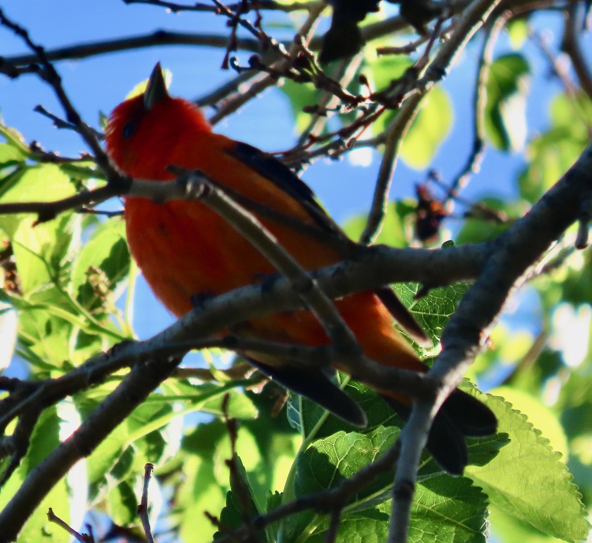 Scarlet Tanager - ML619622819