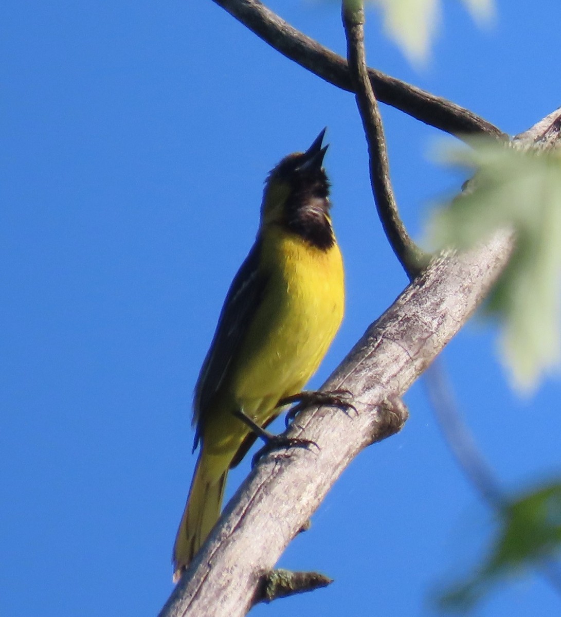 Orchard Oriole - ML619622866