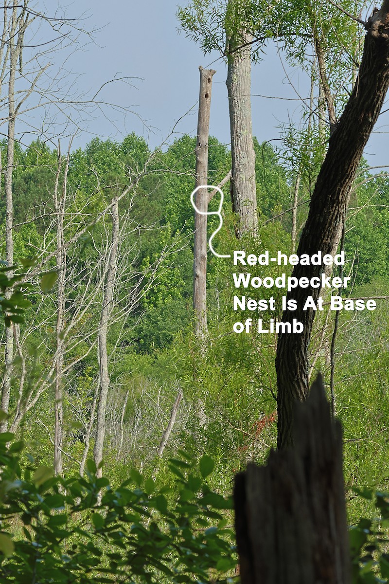 Red-headed Woodpecker - ML619622927