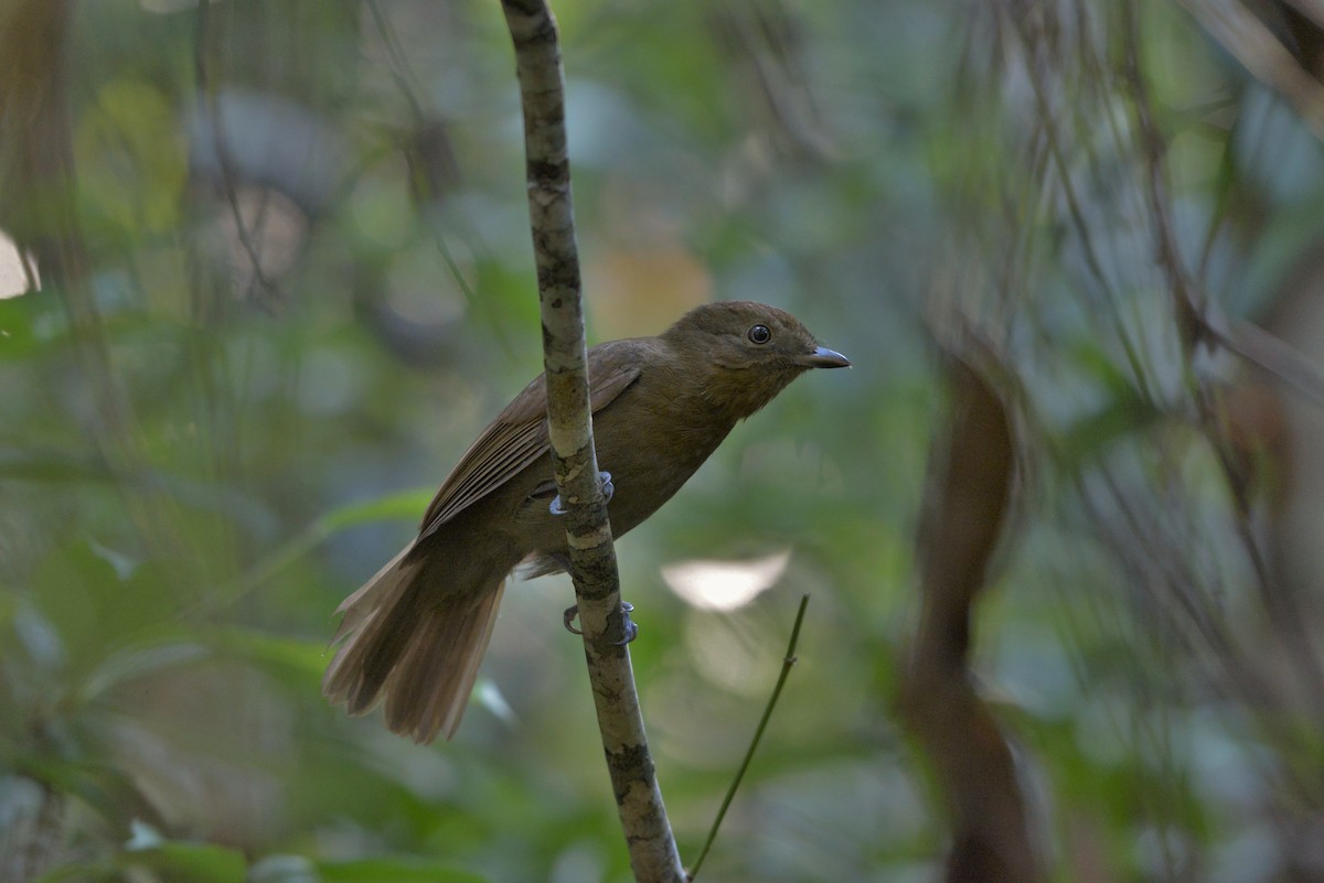 Brown-winged Schiffornis (Brown-winged) - ML619622948