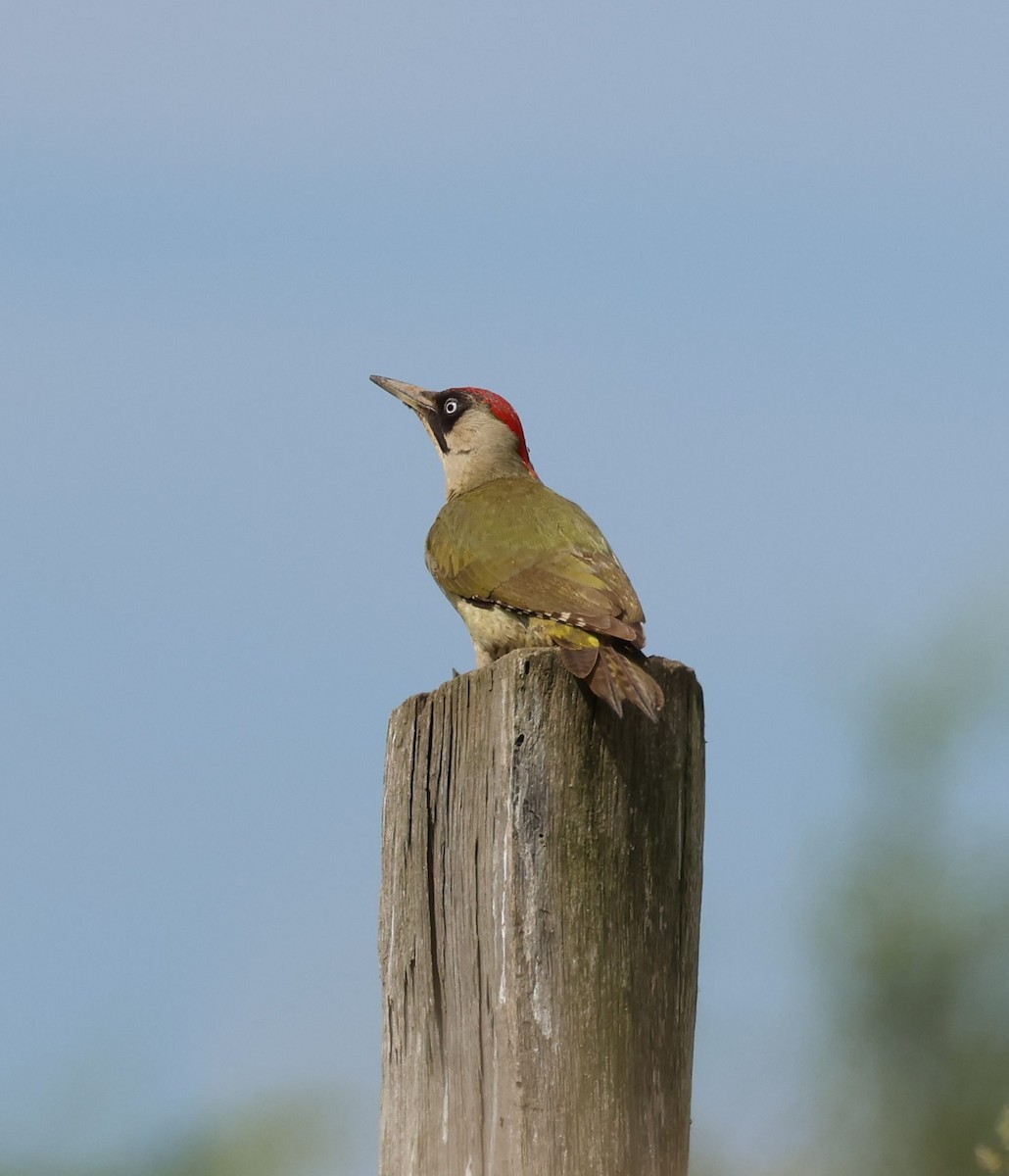 Eurasian Green Woodpecker - ML619622965