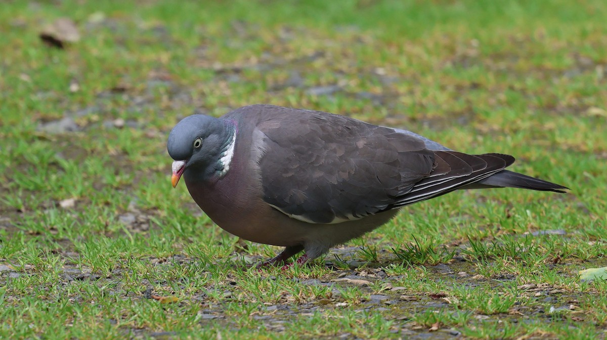 Common Wood-Pigeon - ML619622971