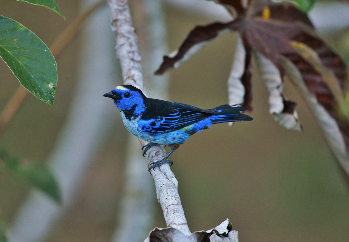 Opal-rumped Tanager (Silver-breasted) - ML619622983