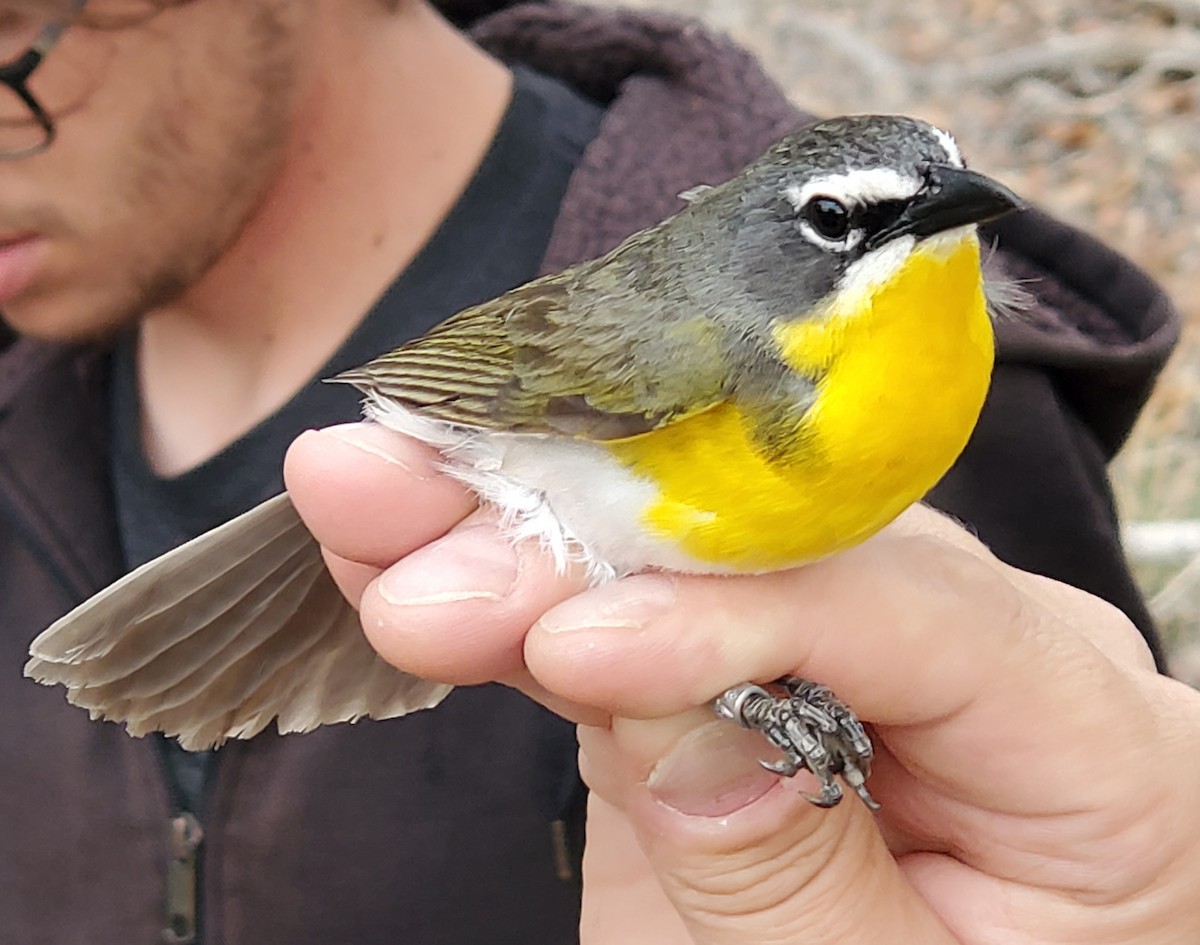 Yellow-breasted Chat - ML619622988
