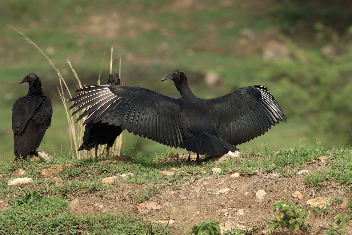 Black Vulture - ML619623010