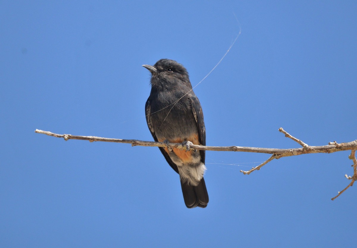 Swallow-winged Puffbird - ML619623013