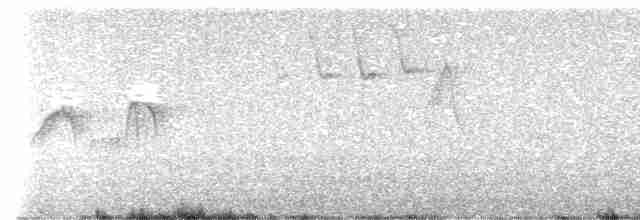Светлобрюхий фиби - ML619623021