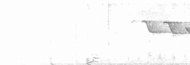 Трясогузковый певун - ML619623035