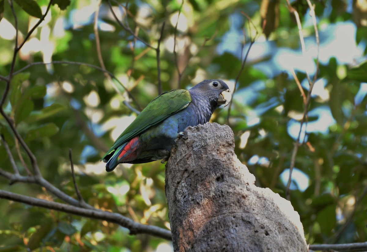 Blue-headed Parrot (Reichenow's) - ML619623036