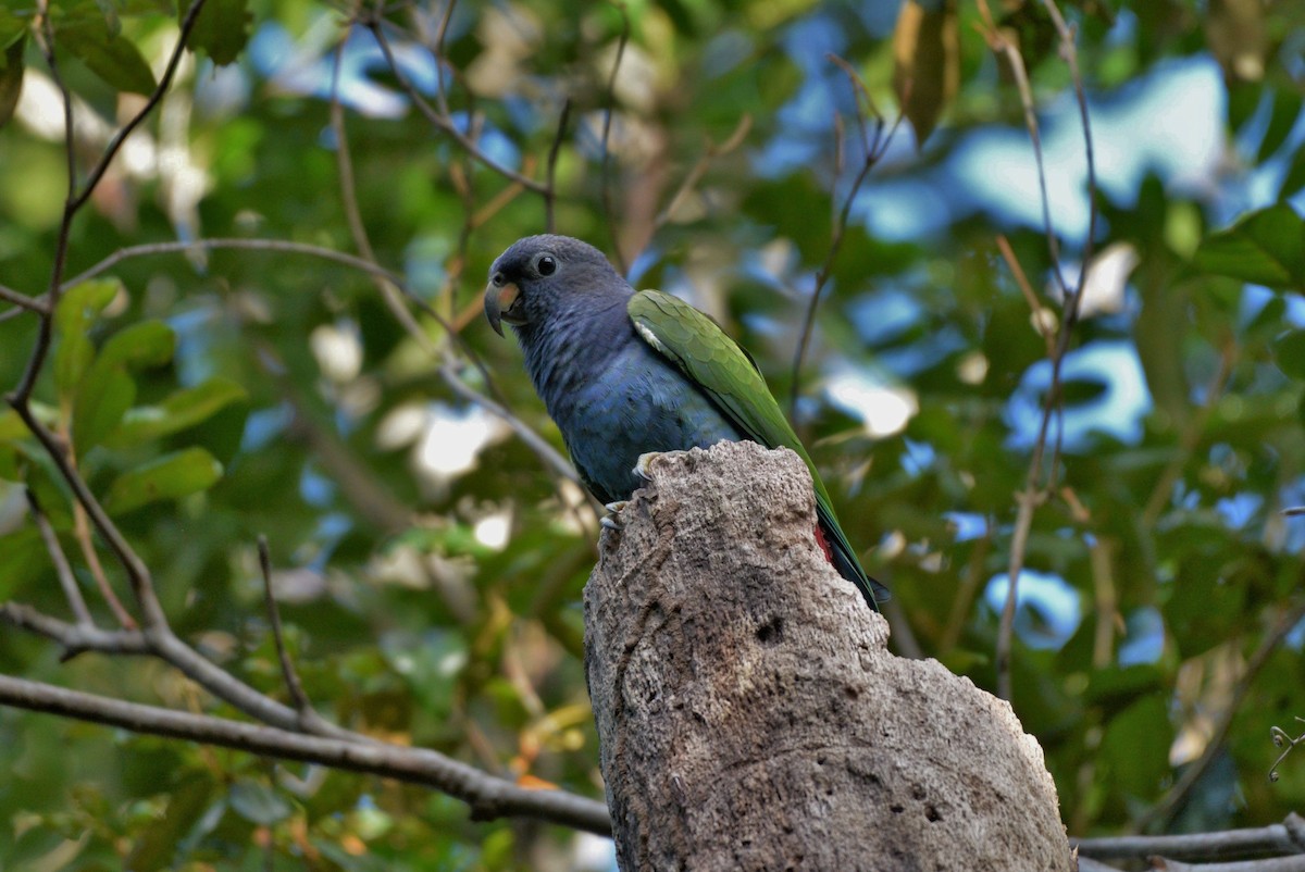 Blue-headed Parrot (Reichenow's) - ML619623037