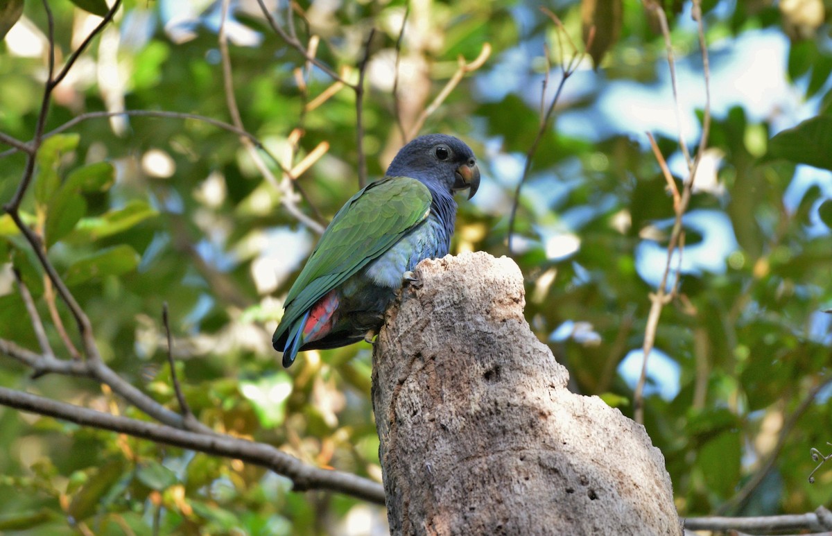 Blue-headed Parrot (Reichenow's) - ML619623038