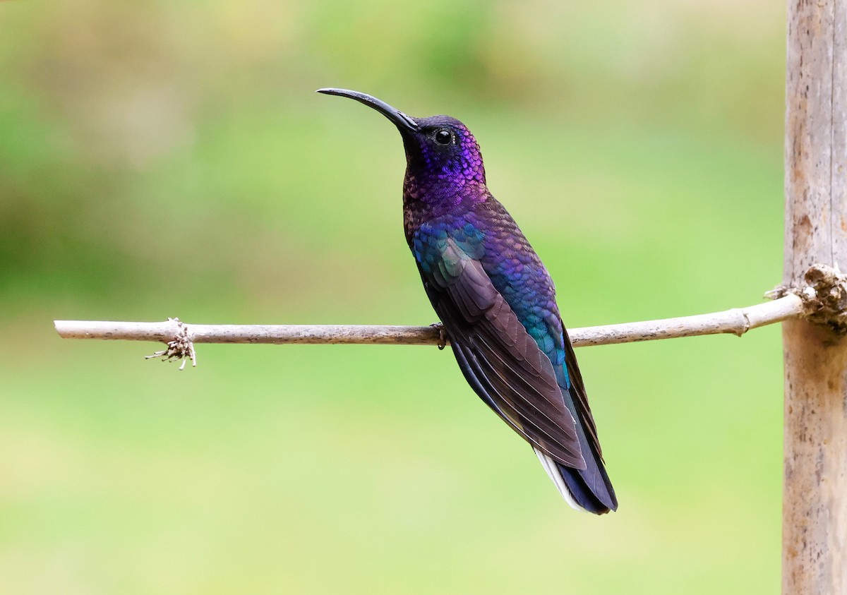 kolibřík fialkový - ML619623051