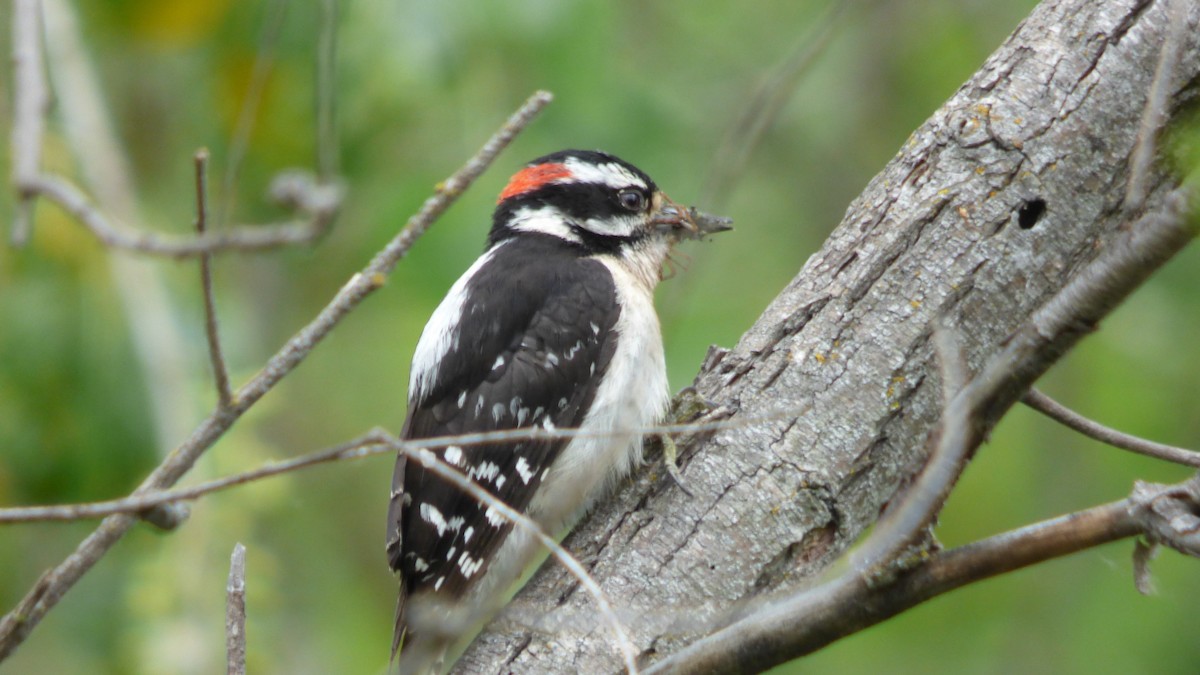 Downy Woodpecker - ML619623061
