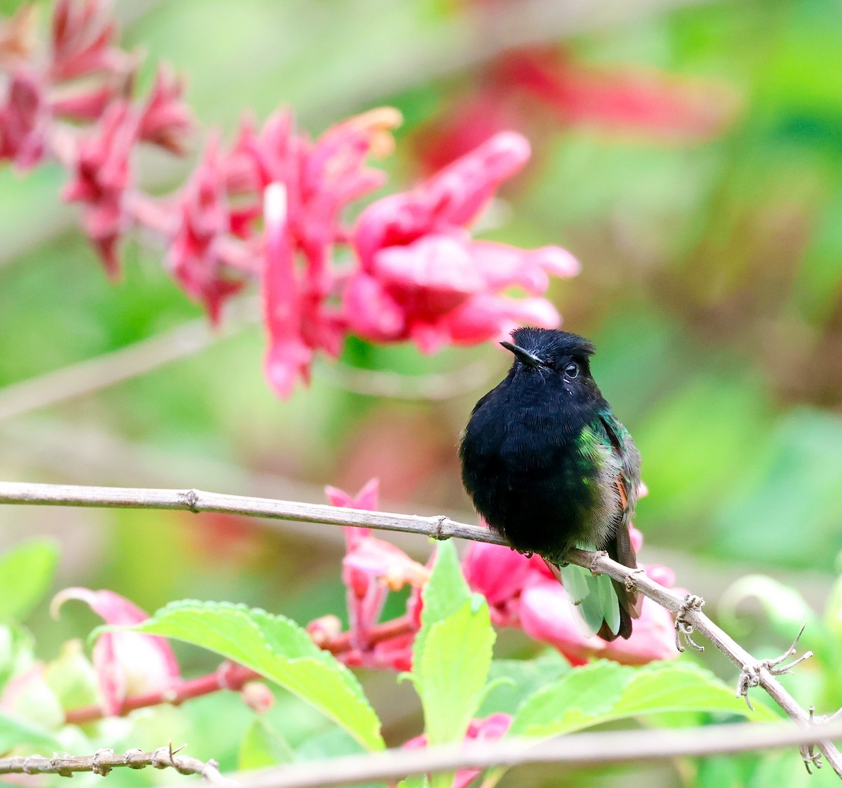 Black-bellied Hummingbird - ML619623085