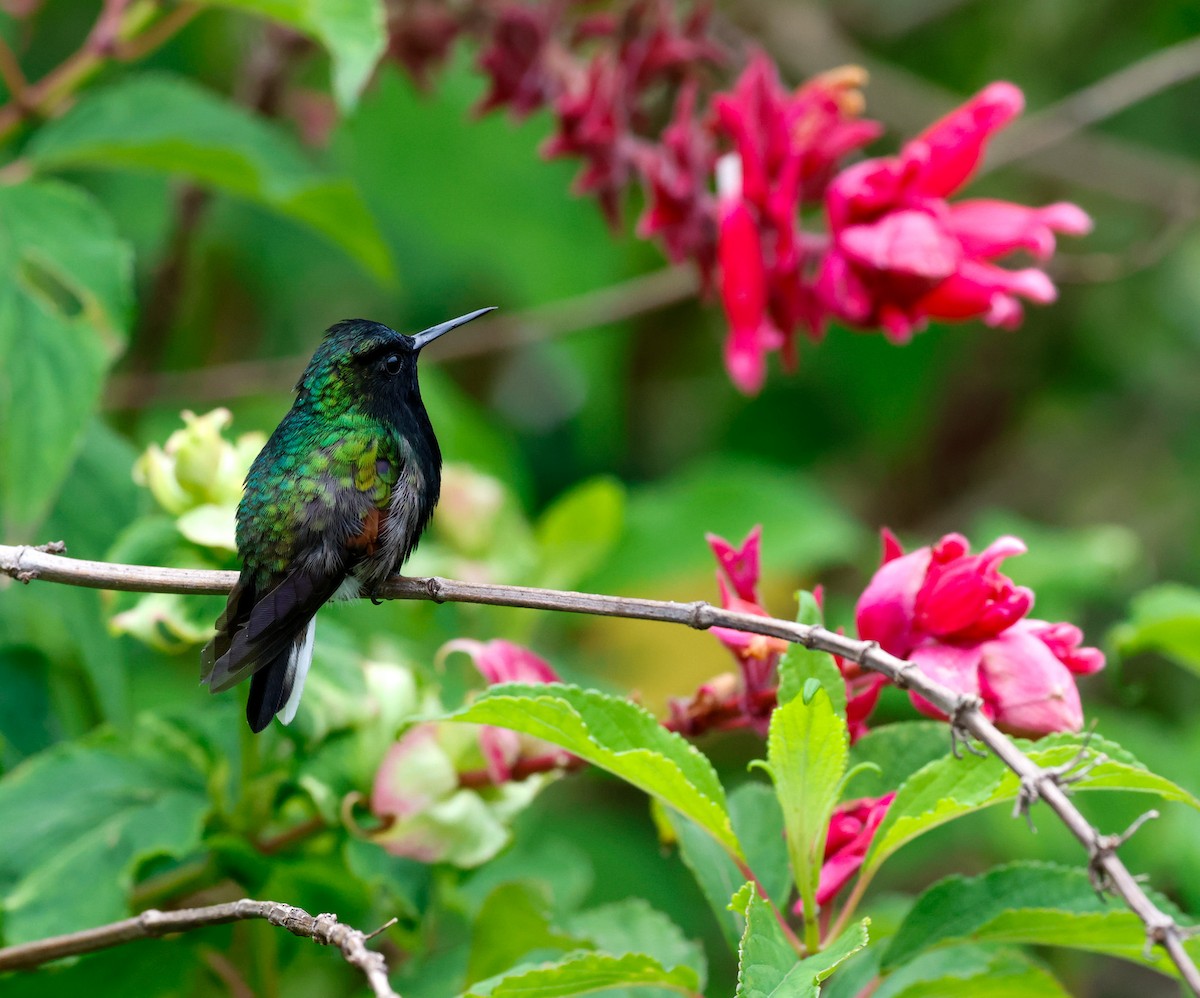 Black-bellied Hummingbird - ML619623086