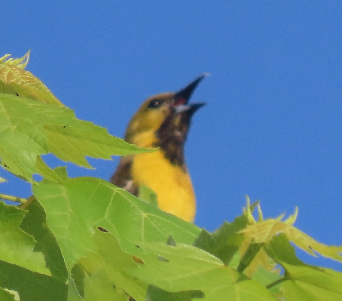 Orchard Oriole - ML619623091