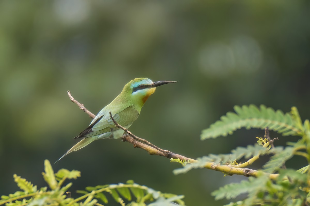 Blue-cheeked Bee-eater - ML619623098