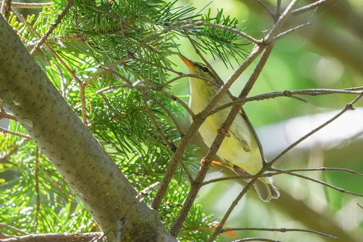 Kamchatka Leaf Warbler - ML619623101