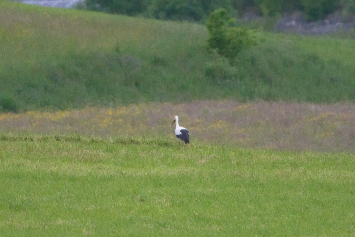 White Stork - ML619623116