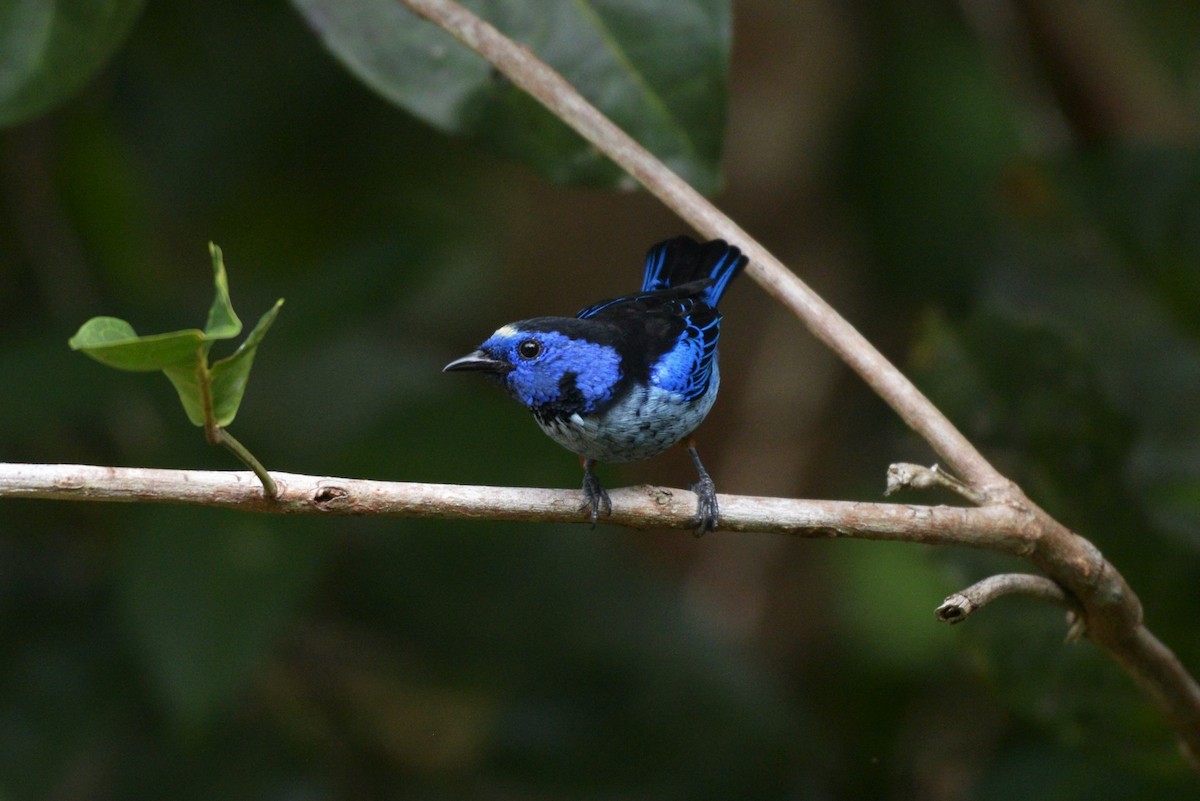 Opal-rumped Tanager (Silver-breasted) - ML619623137