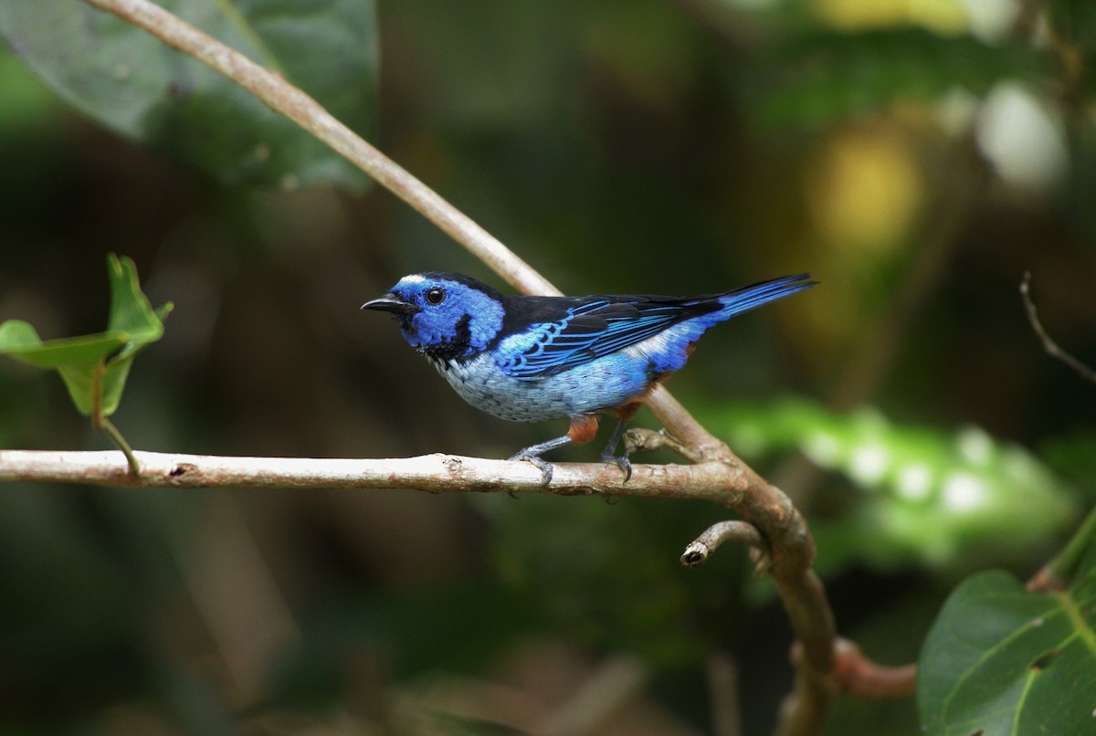 Opal-rumped Tanager (Silver-breasted) - ML619623138