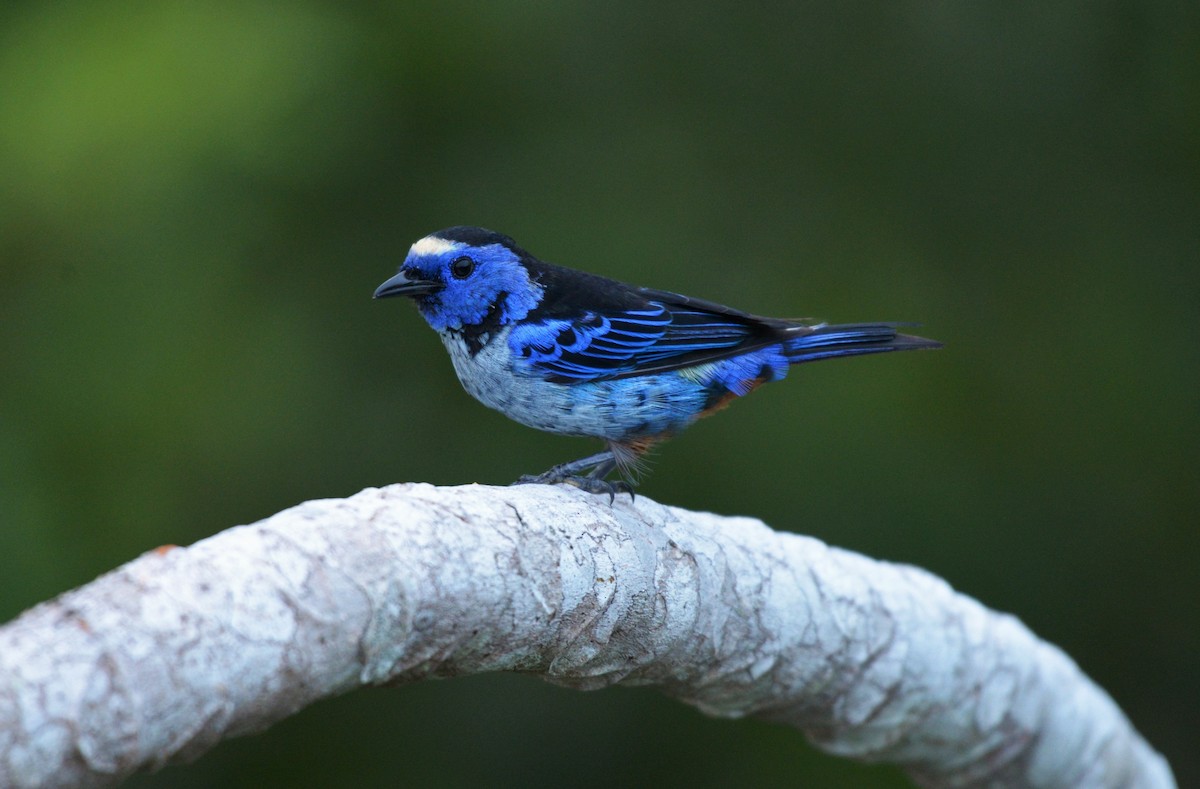 Opal-rumped Tanager (Silver-breasted) - ML619623152