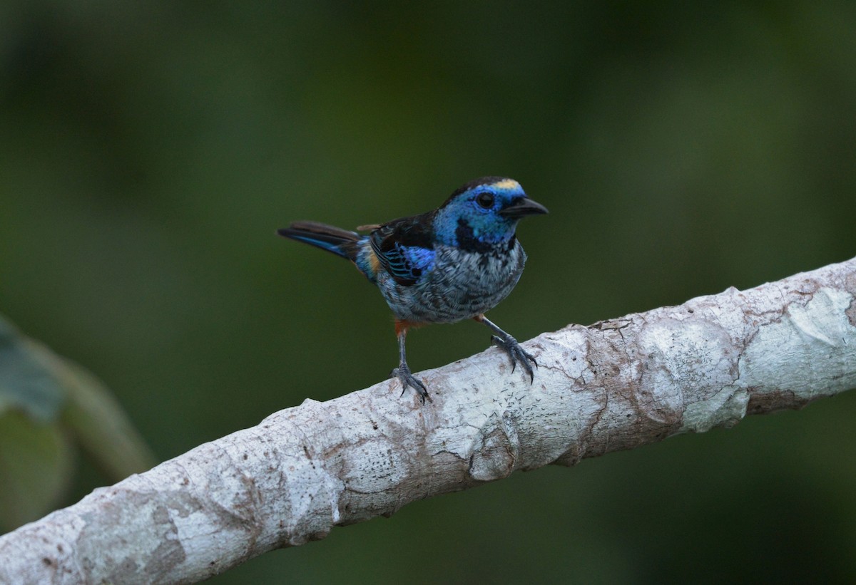 Opal-rumped Tanager (Silver-breasted) - ML619623158
