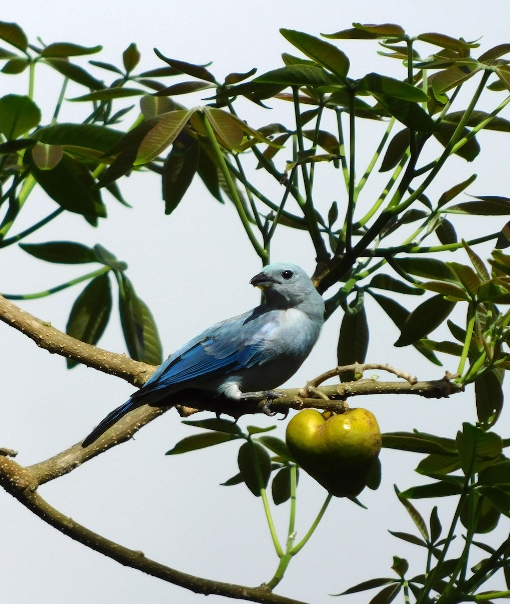 Blue-gray Tanager - ML619623159