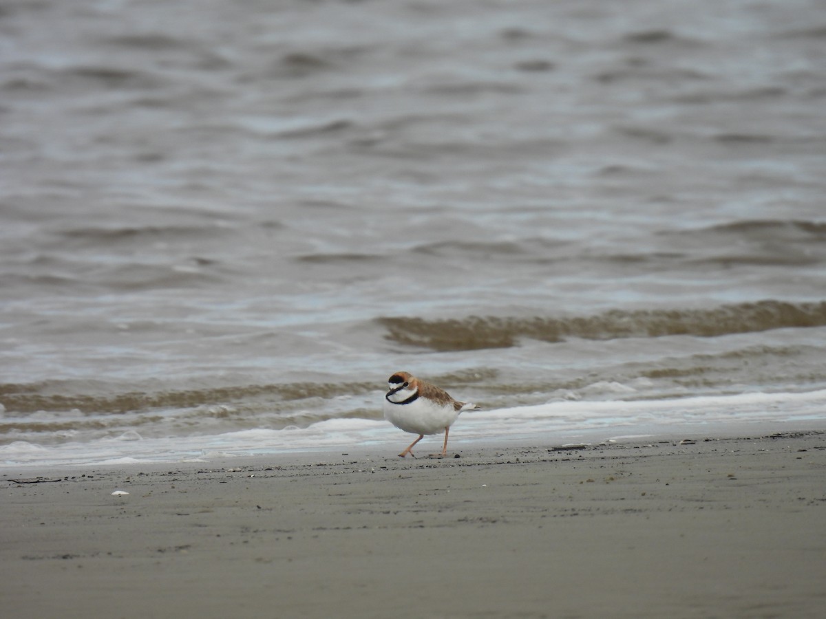 Collared Plover - ML619623195