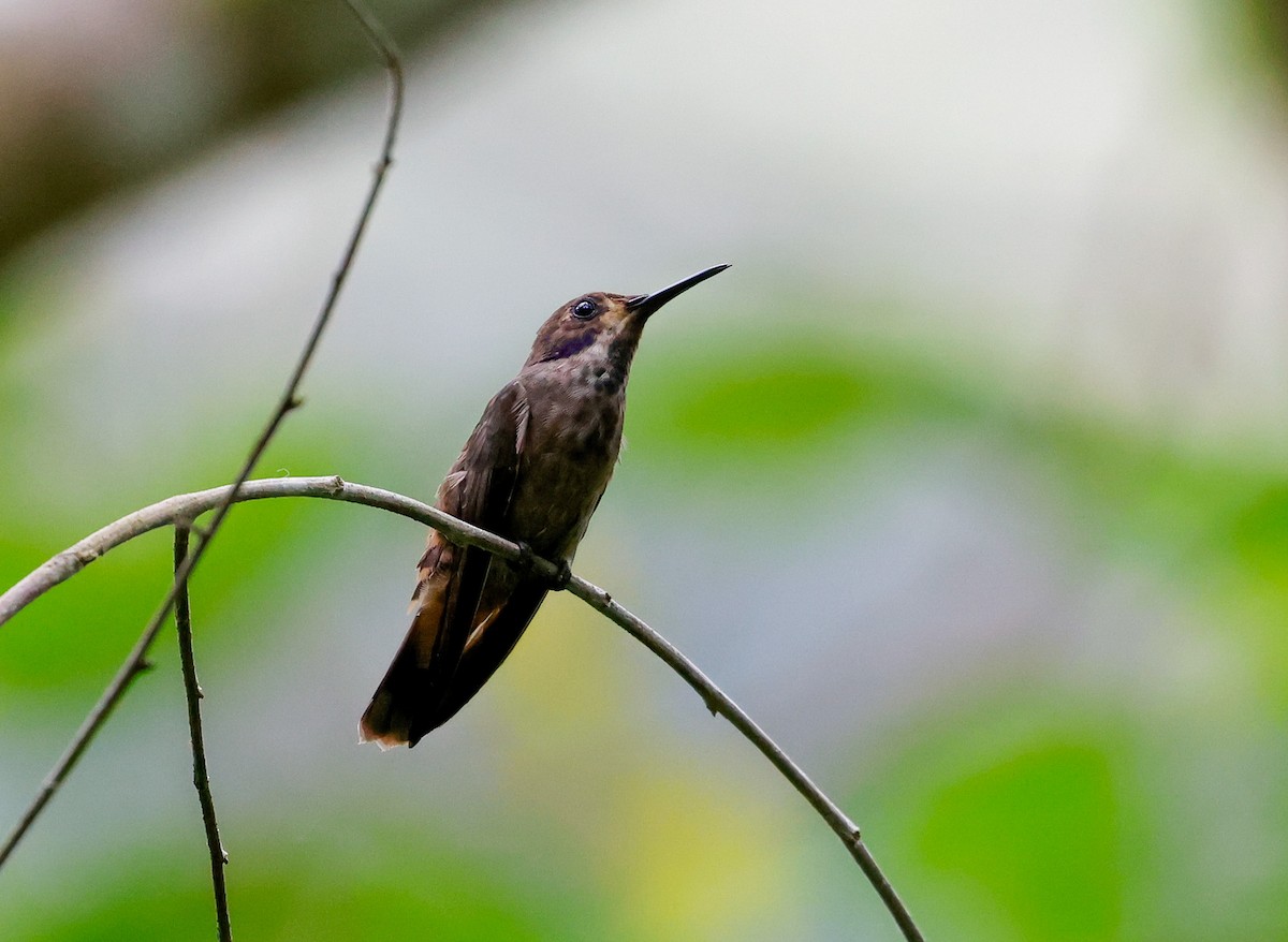 kolibřík fialovouchý - ML619623208