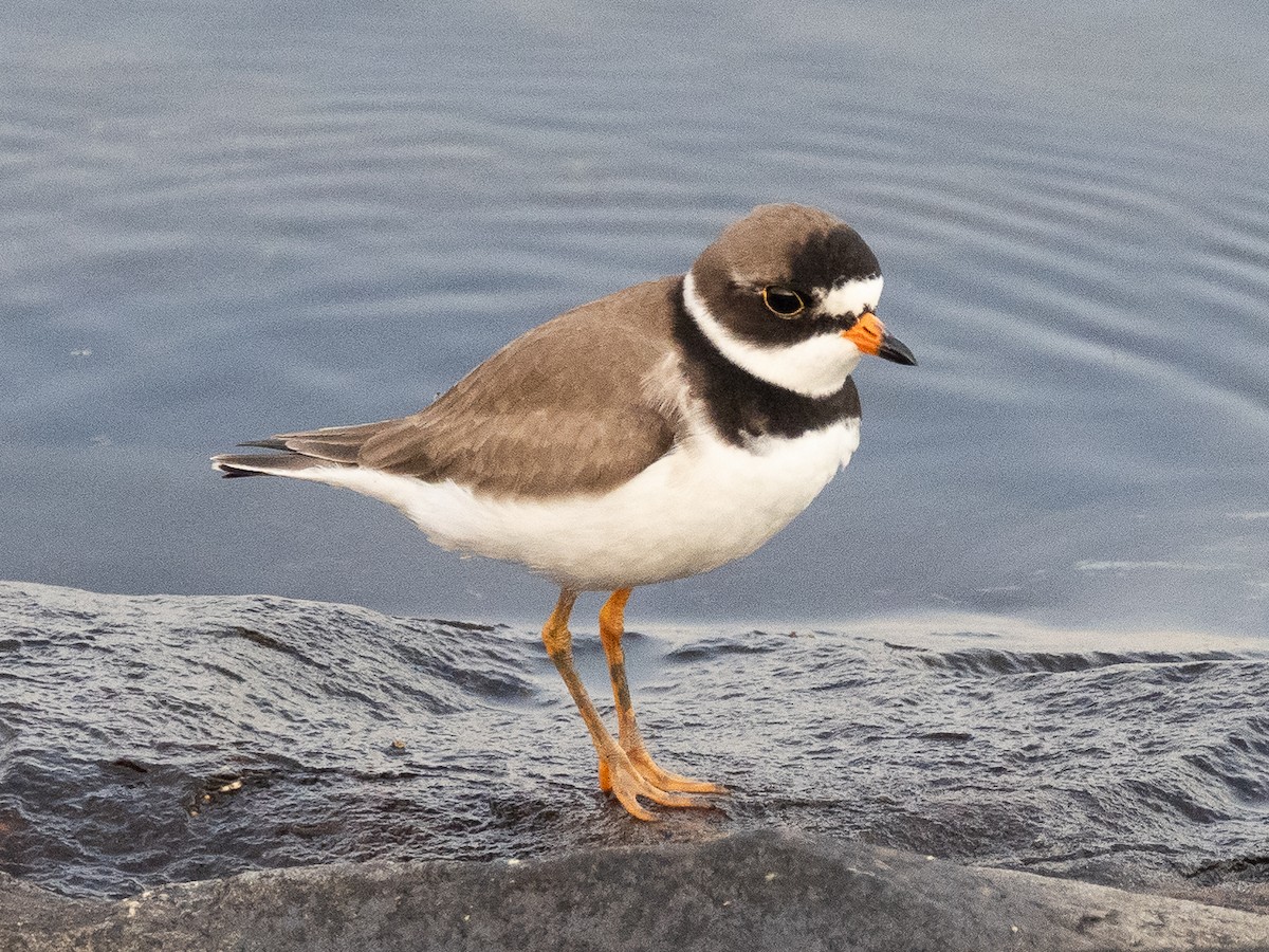Semipalmated Plover - ML619623210