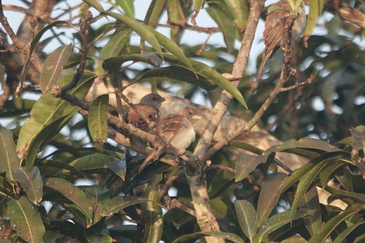 Northern Gray-headed Sparrow - ML619623288