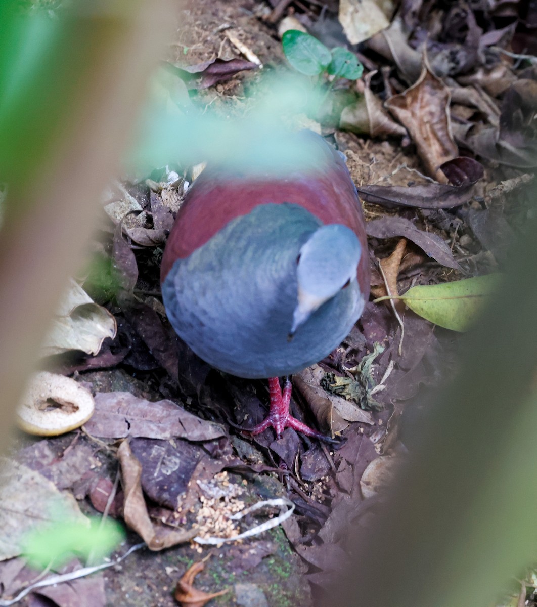 Buff-fronted Quail-Dove - ML619623322