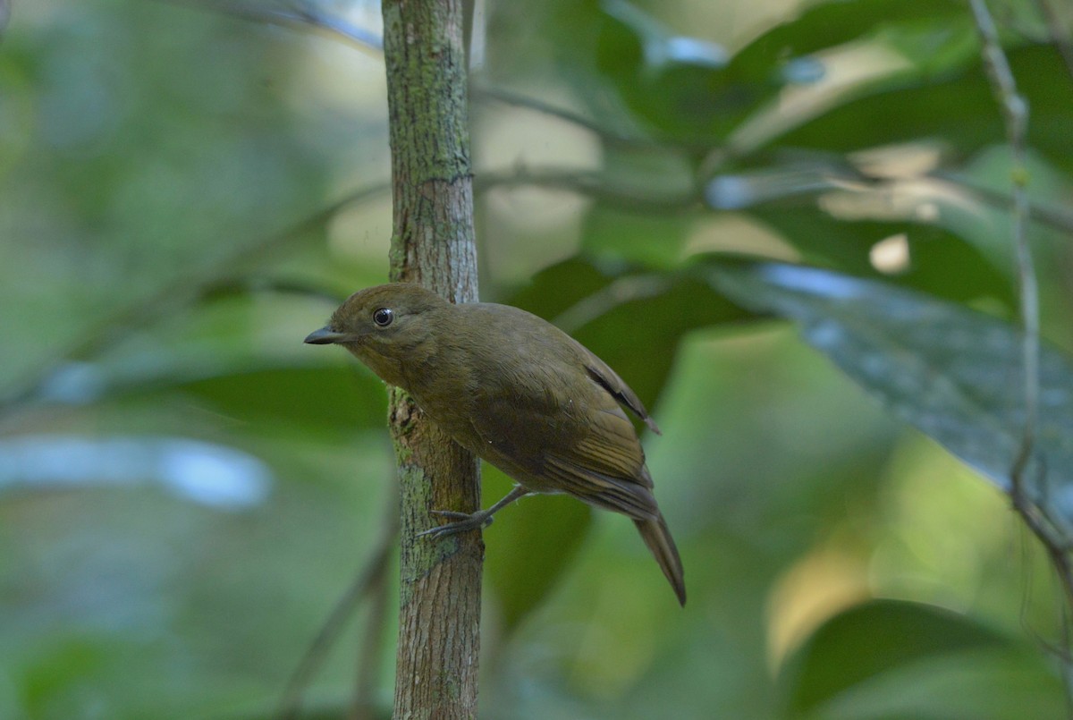 Brown-winged Schiffornis (Brown-winged) - ML619623332