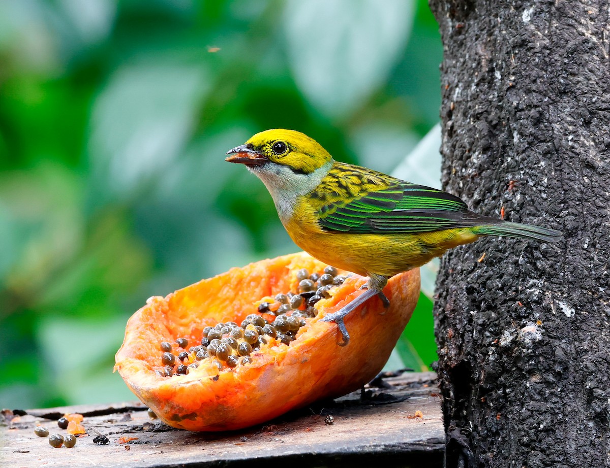 Silver-throated Tanager - ML619623412