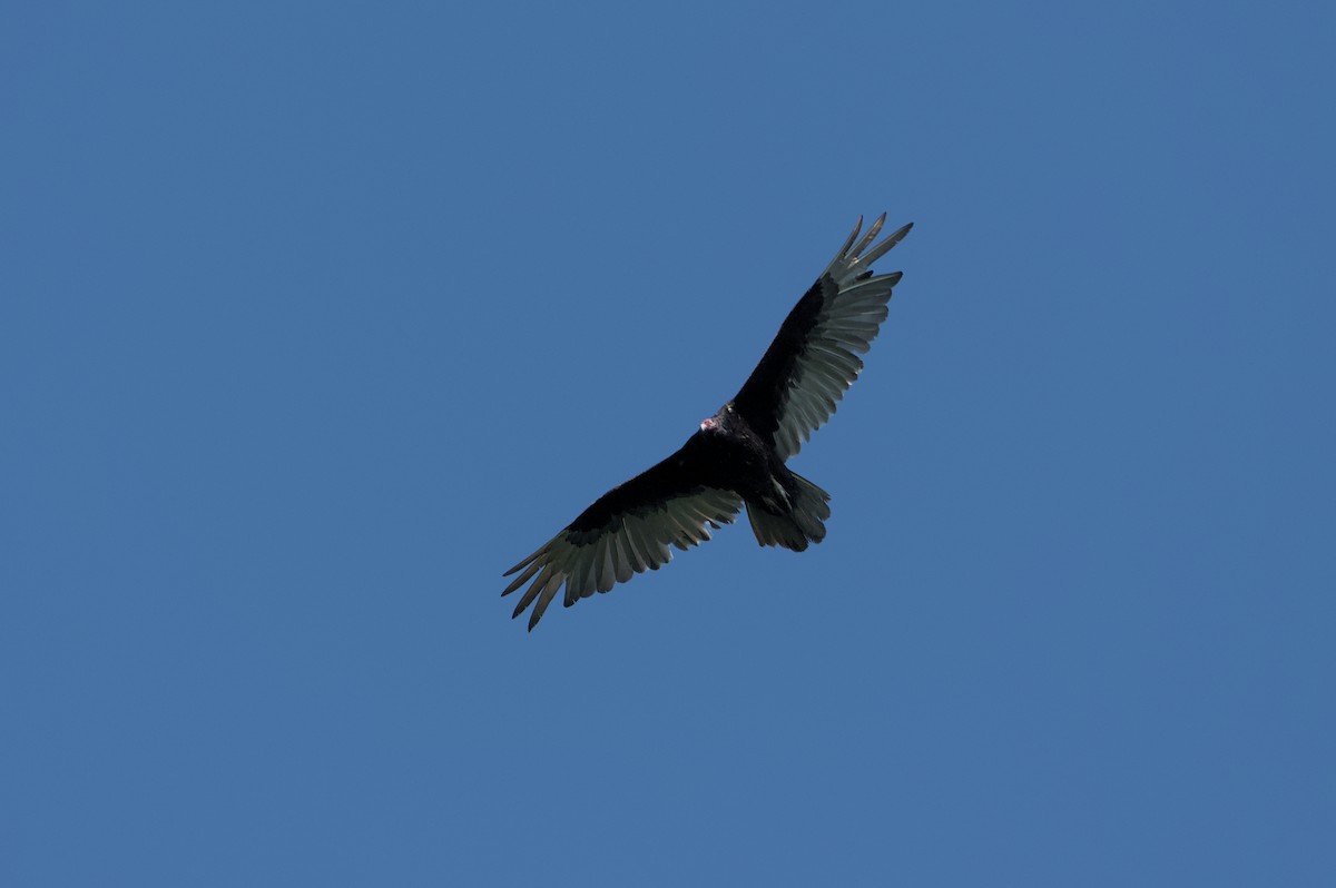 Turkey Vulture - ML619623495