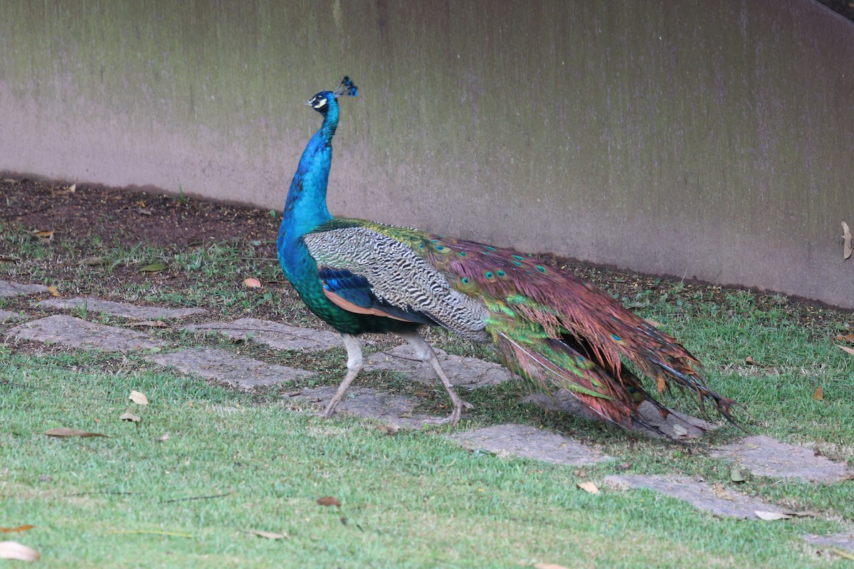 Indian Peafowl (Domestic type) - ML619623499