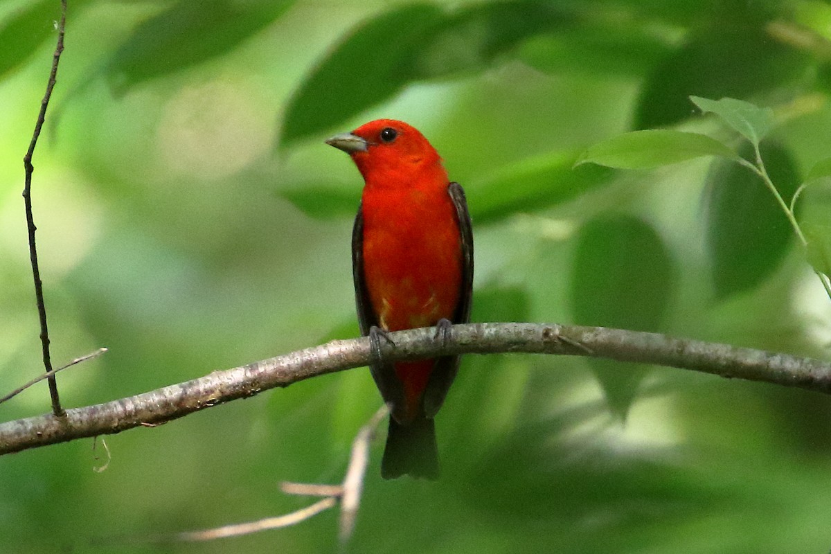 Scarlet Tanager - ML619623511